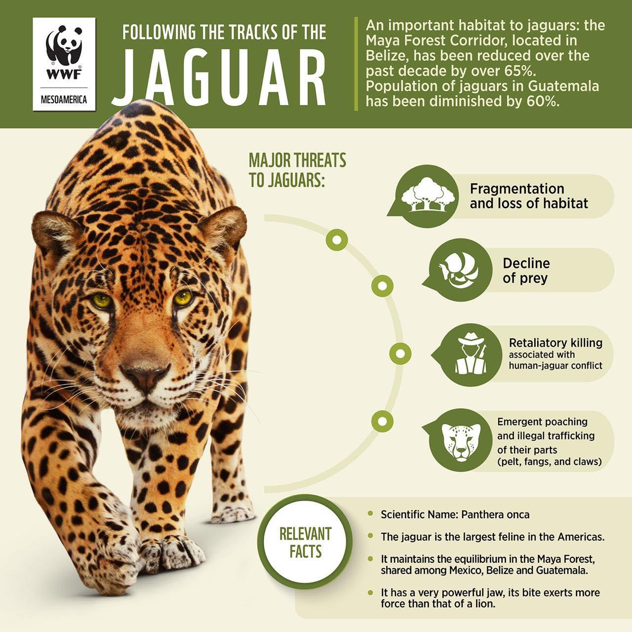 Infografica Giaguaro